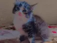Maju