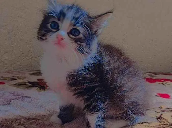 Gato ra a Indefinida  idade Abaixo de 2 meses nome Maju