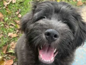 Cachorro raça Srd idade 7 a 11 meses nome Noah