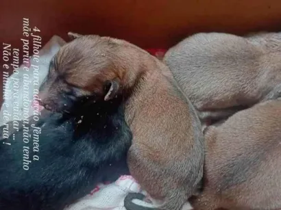 Cachorro raça Pé duro idade Abaixo de 2 meses nome Marias 