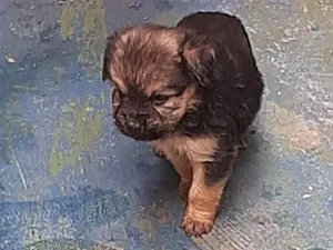 Cachorro raça Viralata idade Abaixo de 2 meses nome Aurora 