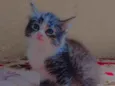 Maju