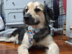 Cachorro raça Srd  idade 1 ano nome Toby