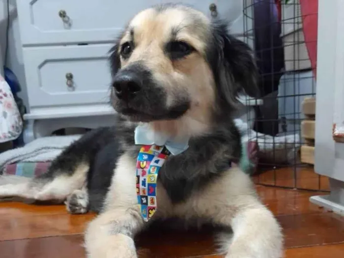 Cachorro ra a Srd  idade 1 ano nome Toby