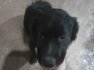 Cachorro raça Viralata idade 1 ano nome Mufaza