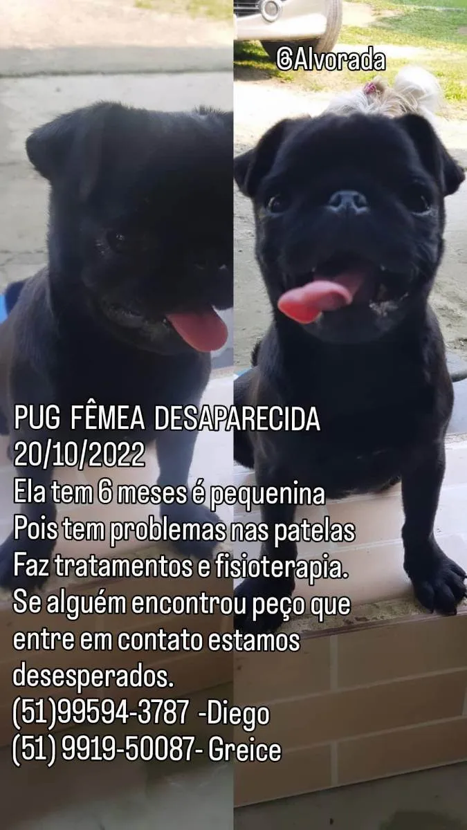 Cachorro ra a PUG  idade 2 a 6 meses nome JUMA