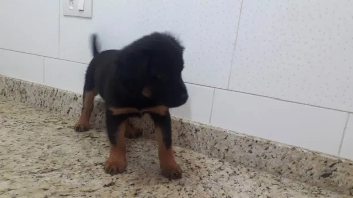 Cachorro ra a Sem raça definida idade Abaixo de 2 meses nome sem nome