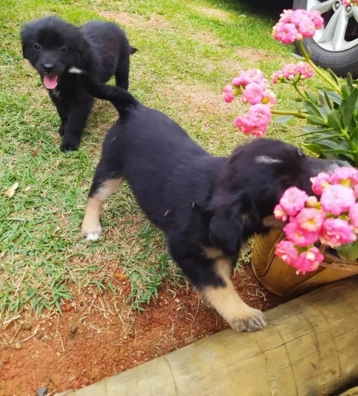 Cachorro ra a Sem raça definida idade Abaixo de 2 meses nome sem nome