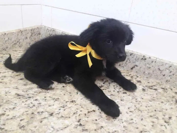 Cachorro ra a Sem raça definida idade Abaixo de 2 meses nome sem nome