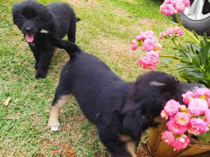 Cachorro ra a Sem raça definida idade Abaixo de 2 meses nome sem nome