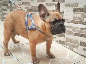 Cachorro raça Bulldog Francês idade 7 a 11 meses nome Nina