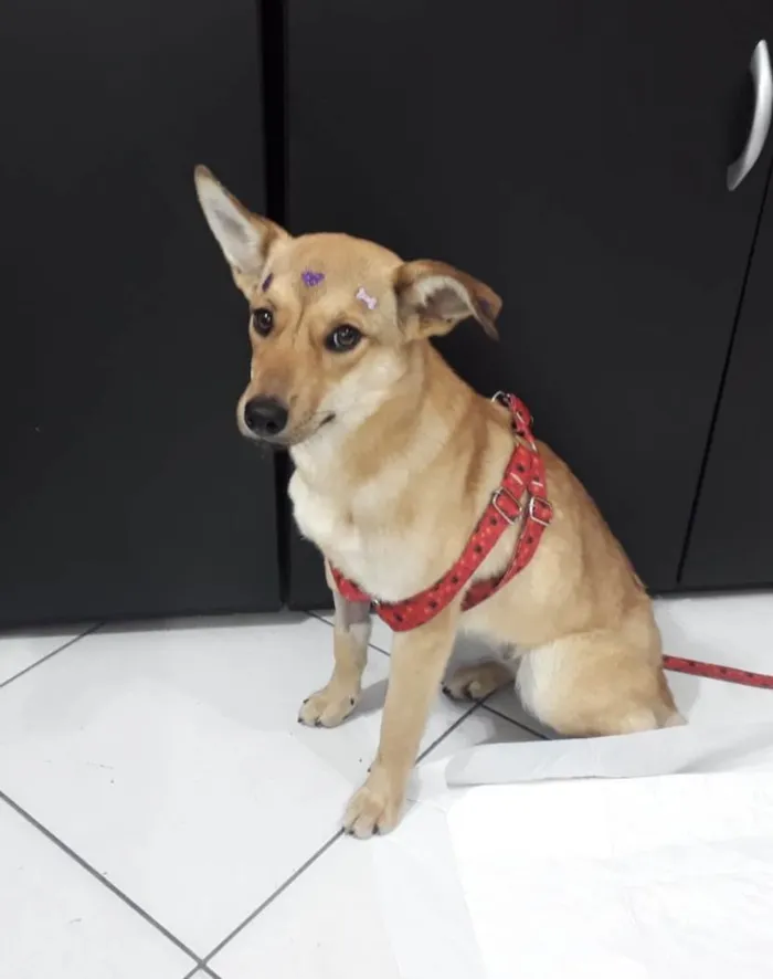 Cachorro ra a Viralata idade 1 ano nome Mel