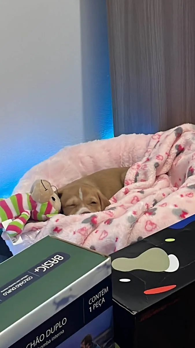 Cachorro ra a Vira Lata idade 2 a 6 meses nome Lua