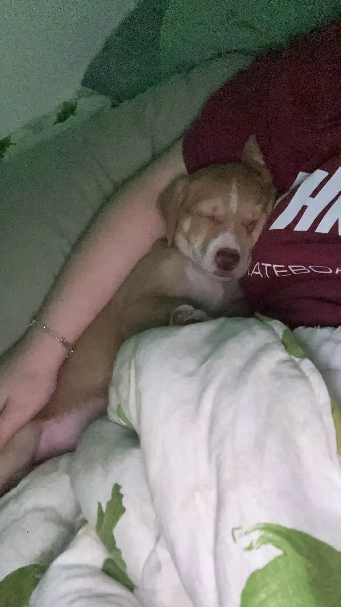 Cachorro ra a Vira Lata idade 2 a 6 meses nome Lua