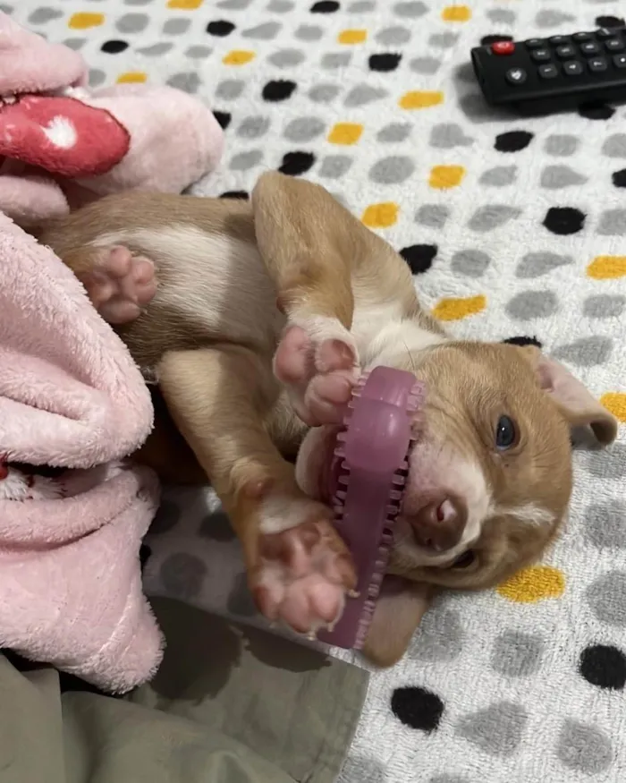 Cachorro ra a Vira Lata idade 2 a 6 meses nome Lua