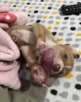 Lua