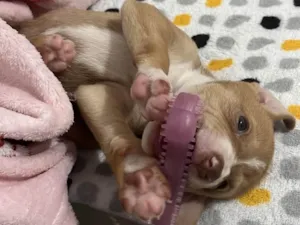 Cachorro raça Vira Lata idade 2 a 6 meses nome Lua
