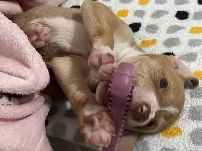 Cachorro ra a Vira Lata idade 2 a 6 meses nome Lua