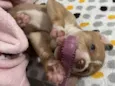 Lua
