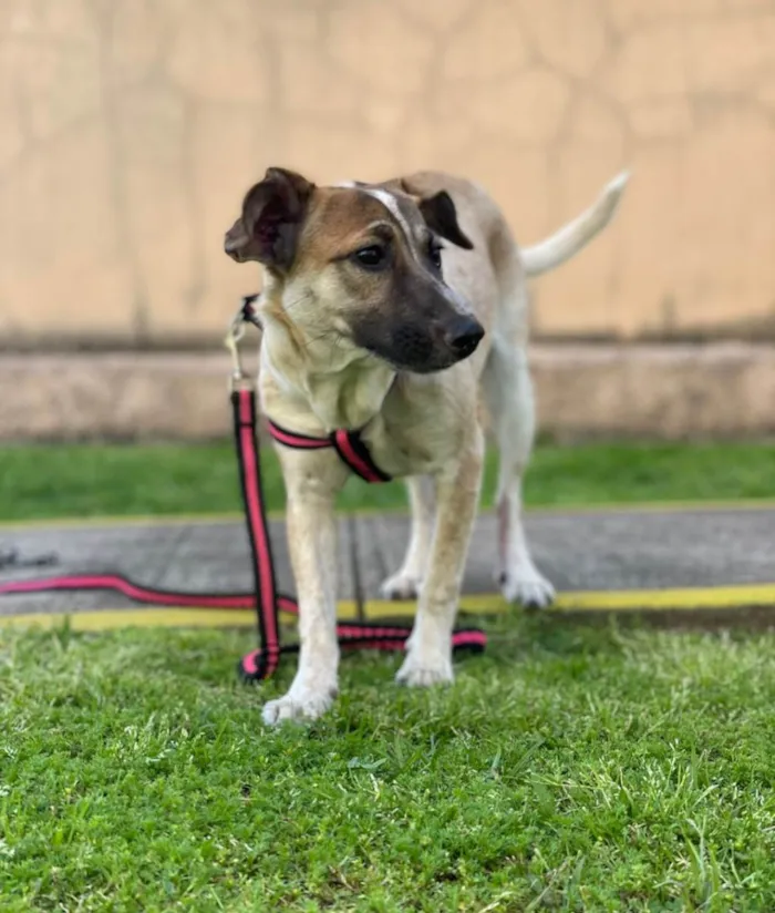 Cachorro ra a SRD idade 7 a 11 meses nome Fiona