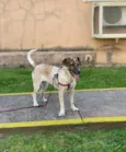 Fiona