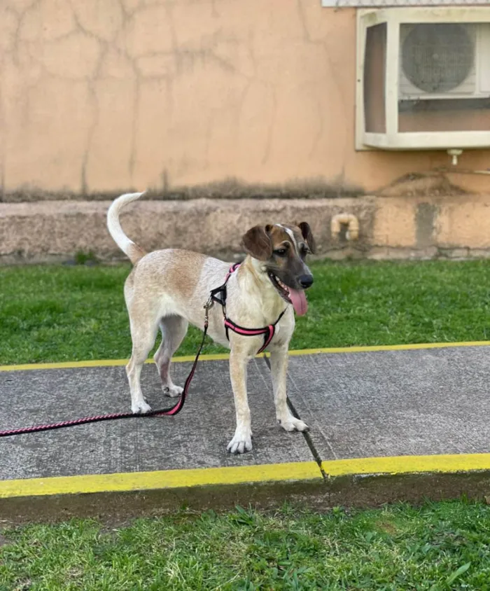 Cachorro ra a SRD idade 7 a 11 meses nome Fiona
