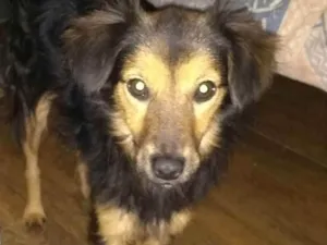 Cachorro raça SRD idade 2 anos nome TUNIKU