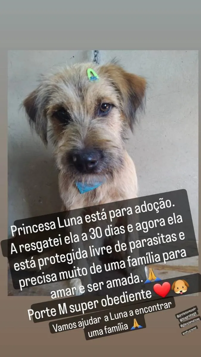 Cachorro raça SRD idade 1 ano nome Luna