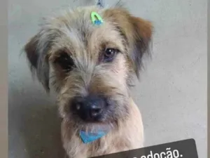 Cachorro raça SRD idade 1 ano nome Luna