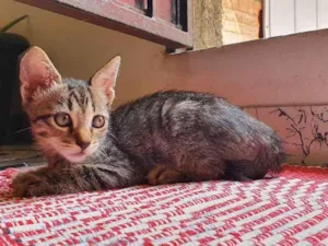 Gato raça  idade 2 a 6 meses nome Sem nome