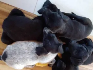 Cachorro raça Labrador preto  mestiço  idade 2 a 6 meses nome Sem nome 