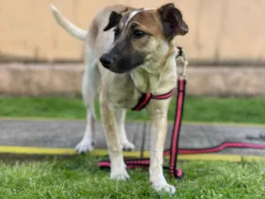 Cachorro raça SRD idade 7 a 11 meses nome Fiona