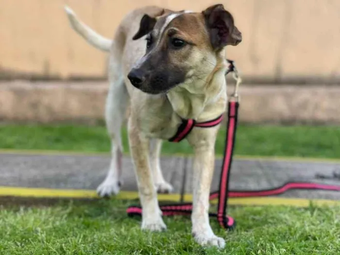 Cachorro ra a SRD idade 7 a 11 meses nome Fiona