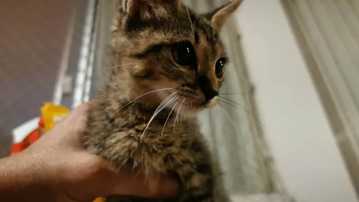 Gato ra a SRD idade Abaixo de 2 meses nome Gatinho Cinza