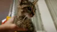 Gatinho Cinza