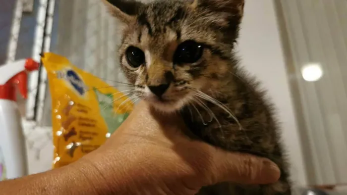 Gato ra a SRD idade Abaixo de 2 meses nome Gatinho Cinza