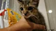 Gatinho Cinza
