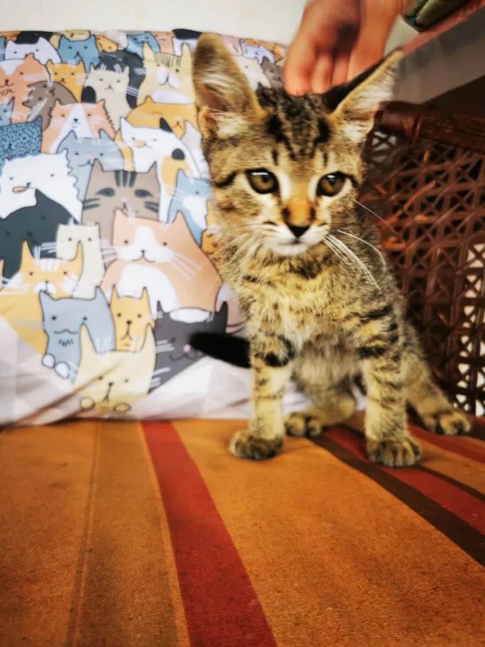 Gato ra a SRD idade Abaixo de 2 meses nome Gatinho Cinza