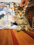 Gatinho Cinza