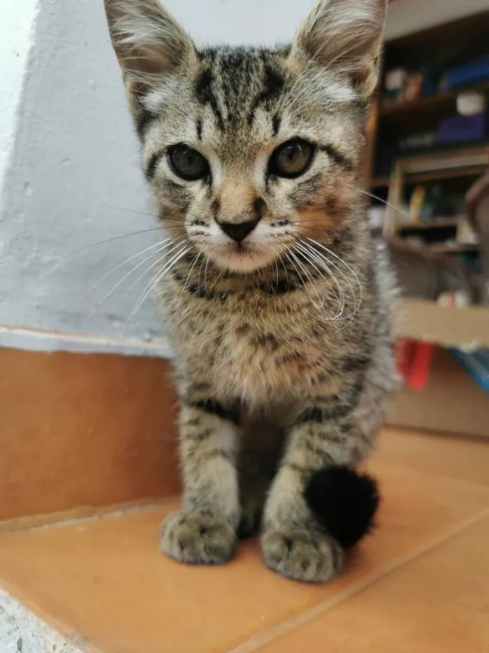 Gato ra a SRD idade Abaixo de 2 meses nome Gatinho Cinza