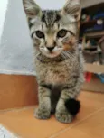 Gatinho Cinza