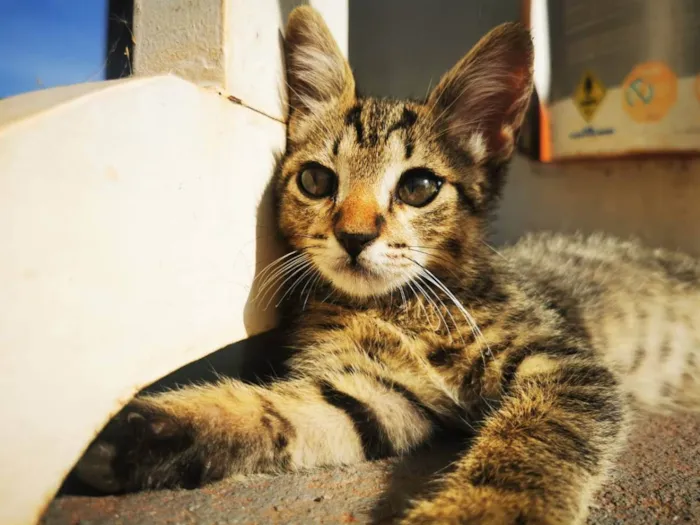 Gato ra a SRD idade Abaixo de 2 meses nome Gatinho Cinza