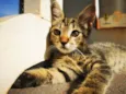 Gatinho Cinza