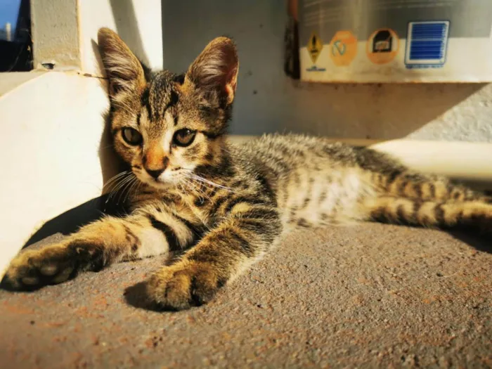 Gato ra a SRD idade Abaixo de 2 meses nome Gatinho Cinza