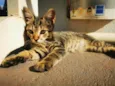 Gatinho Cinza
