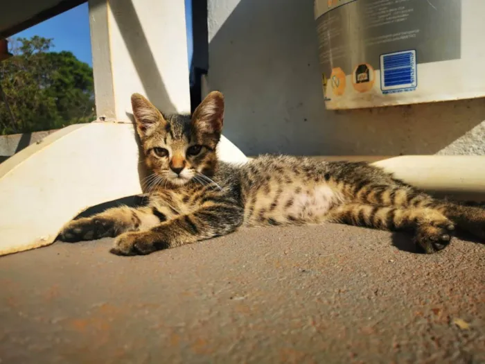 Gato ra a SRD idade Abaixo de 2 meses nome Gatinho Cinza
