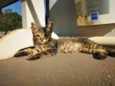 Gatinho Cinza