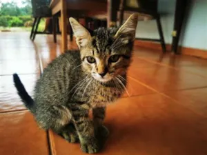 Gato raça SRD idade Abaixo de 2 meses nome Gatinho Cinza