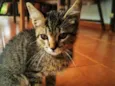 Gatinho Cinza