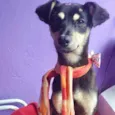 Cachorro raça  idade 2 a 6 meses nome Donatella